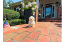 Cute Maltipoo Poodle Mix Pup