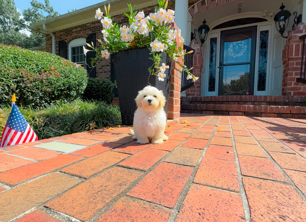 Cute Maltipoo Poodle Mix Pup