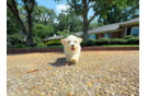 Maltipoo Pup Being Cute