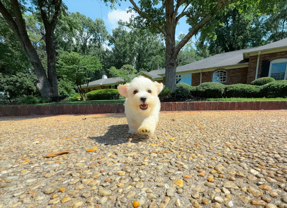 Maltipoo Pup Being Cute