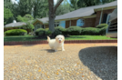 Best Maltipoo Baby
