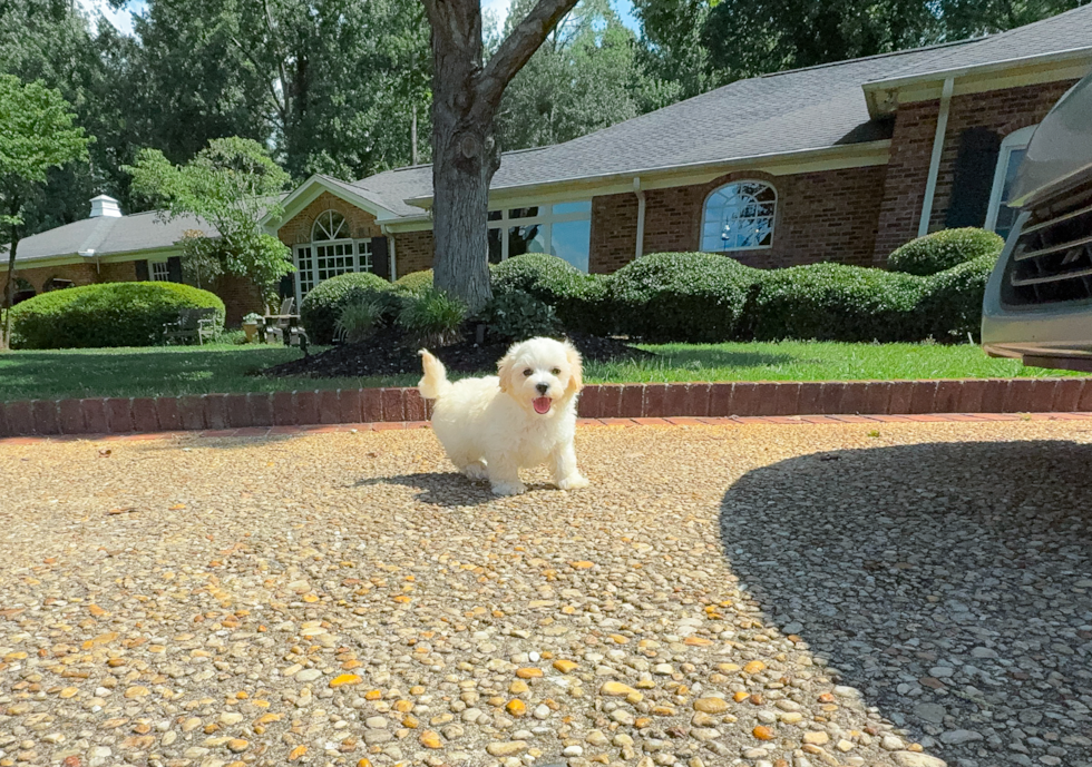 Best Maltipoo Baby