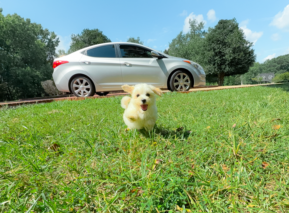 Maltipoo Pup Being Cute