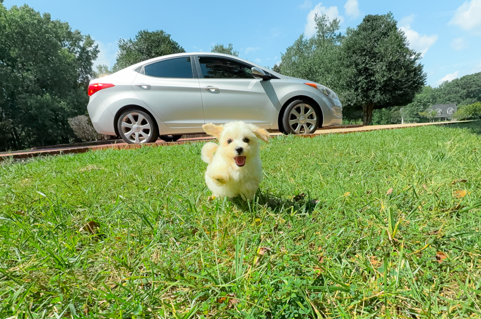 9 week old Maltipoo Puppy For Sale - Simply Southern Pups