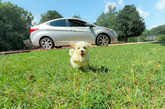Maltipoo Pup Being Cute
