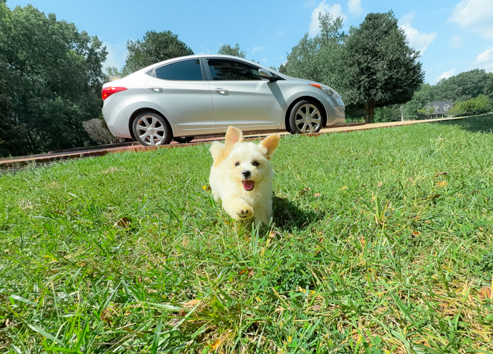 Cute Maltipoo Baby