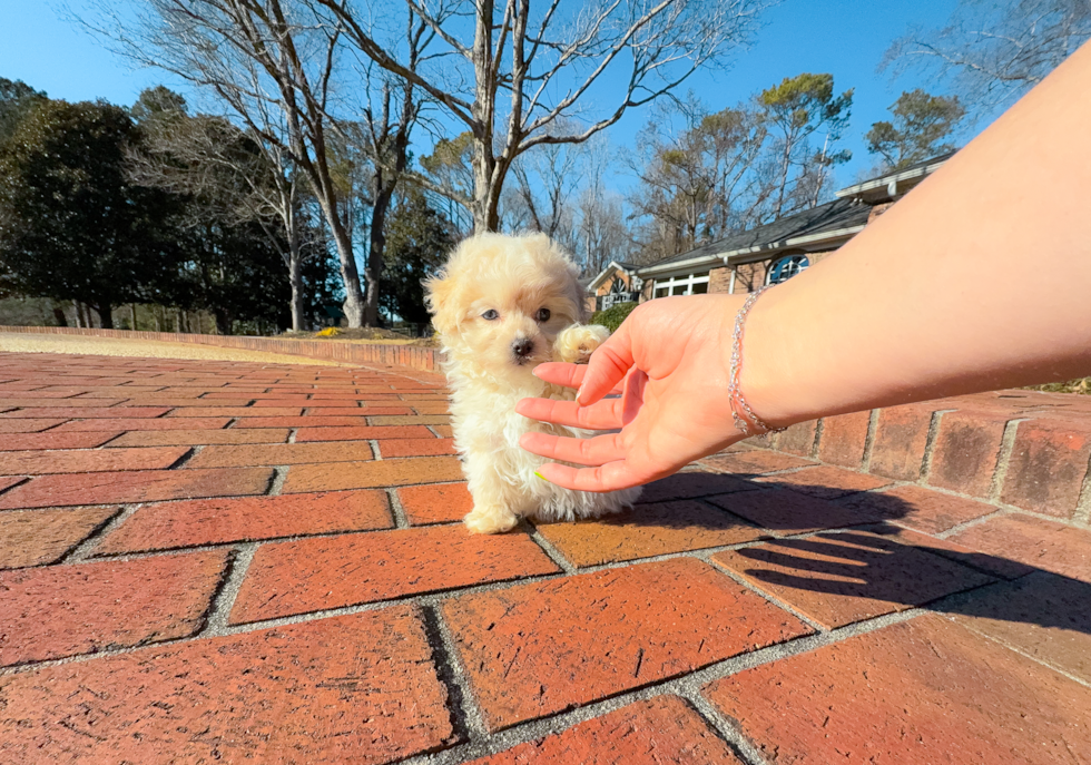 Best Maltipoo Baby