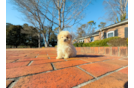 Cute Maltipoo Poodle Mix Pup