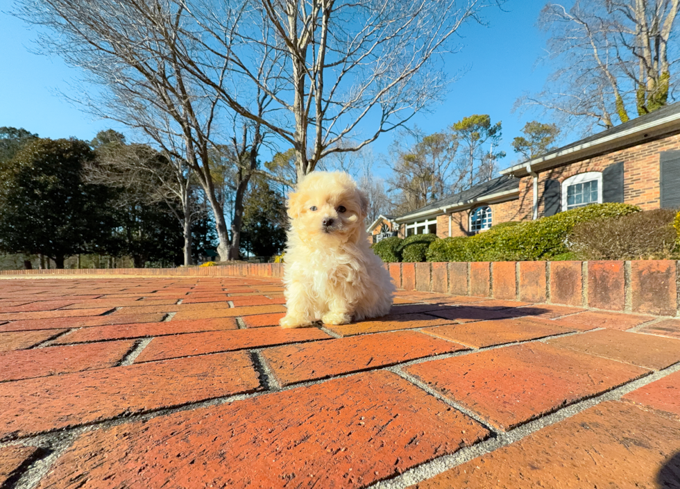 Cute Maltipoo Poodle Mix Pup