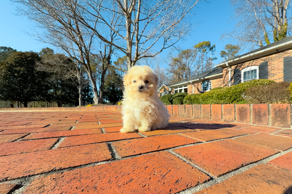 8 week old Maltipoo Puppy For Sale - Simply Southern Pups