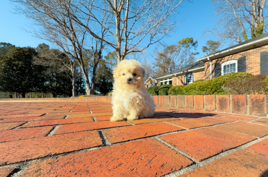 Cute Maltipoo Poodle Mix Pup