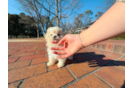 Maltipoo Pup Being Cute