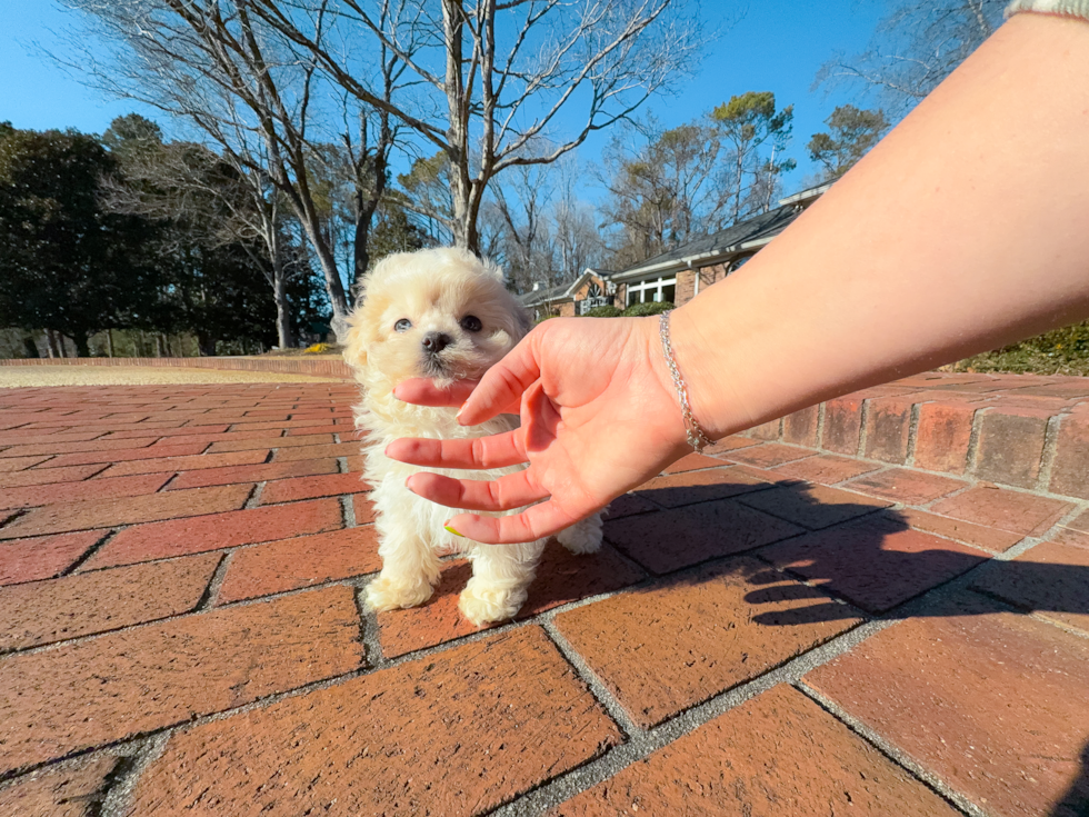 Maltipoo Pup Being Cute