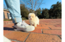 Best Maltipoo Baby