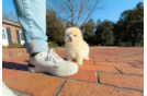 Cute Malt a Poo Poodle Mix Puppy