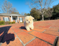 11 week old Maltipoo Puppy For Sale - Simply Southern Pups