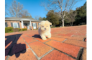 Cute Maltipoo Baby