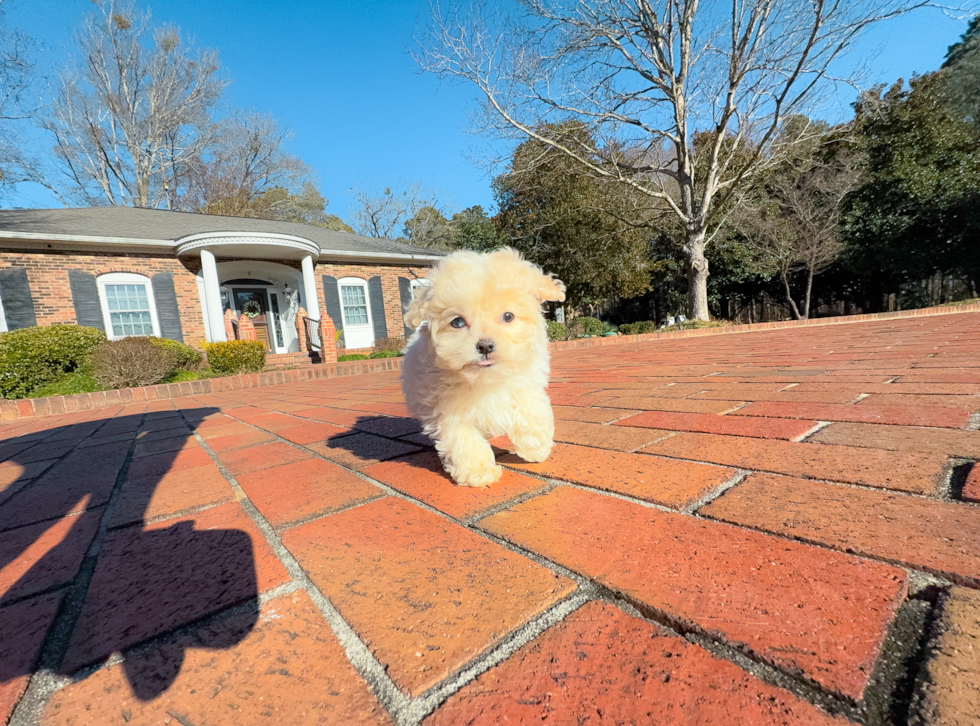 Cute Maltipoo Baby