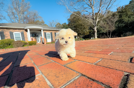 Cute Maltipoo Baby