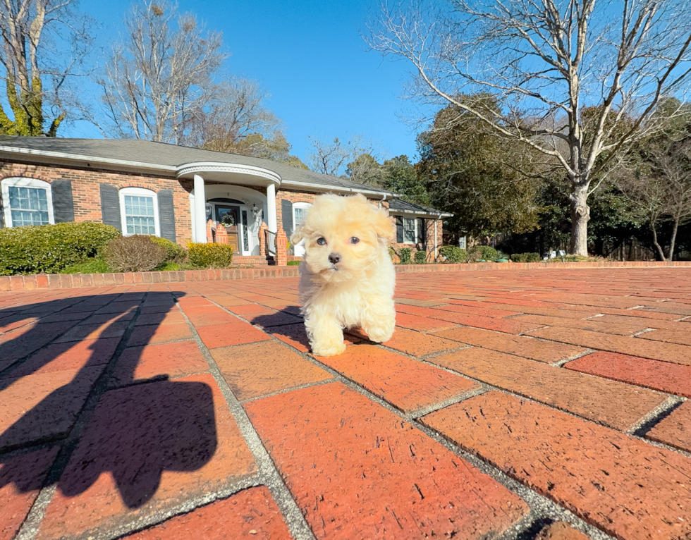 Cute Malt a Poo Poodle Mix Puppy