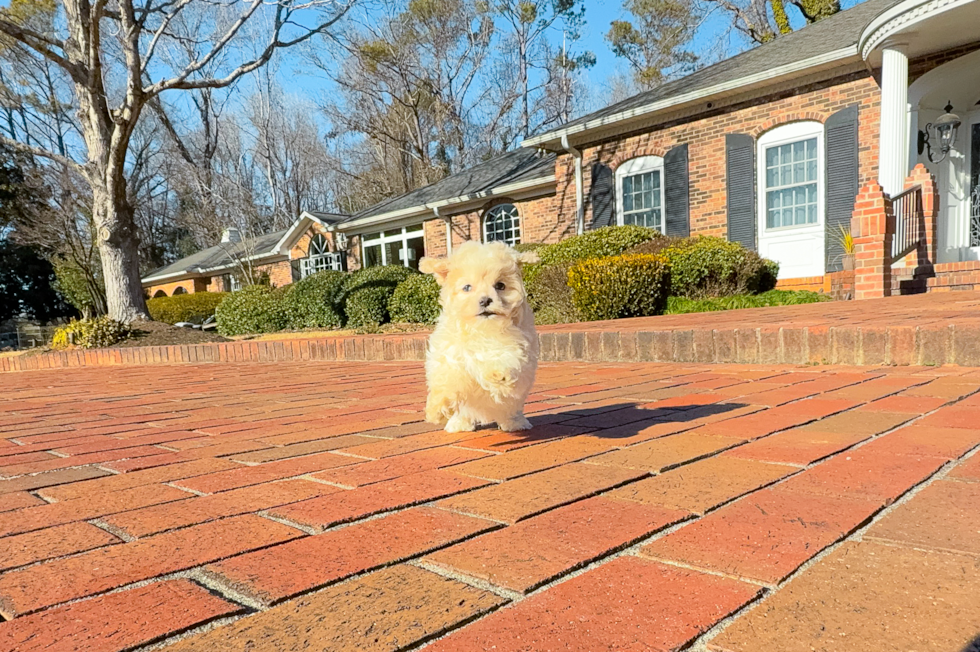 Best Maltipoo Baby