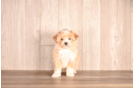 Cute Maltipoo Poodle Mix Pup