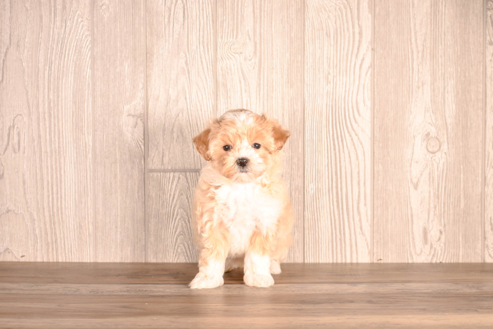 Cute Maltipoo Poodle Mix Pup