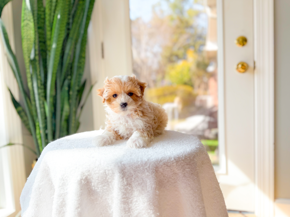Maltipoo Puppy for Adoption