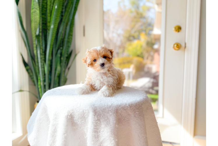 Maltipoo Puppy for Adoption