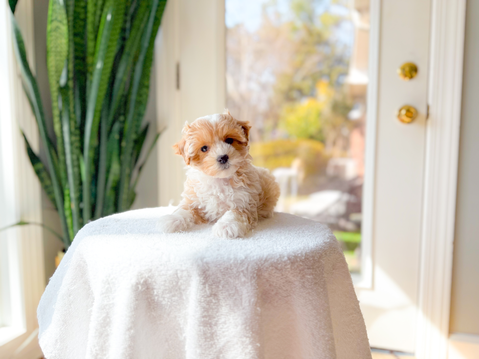 Maltipoo Puppy for Adoption