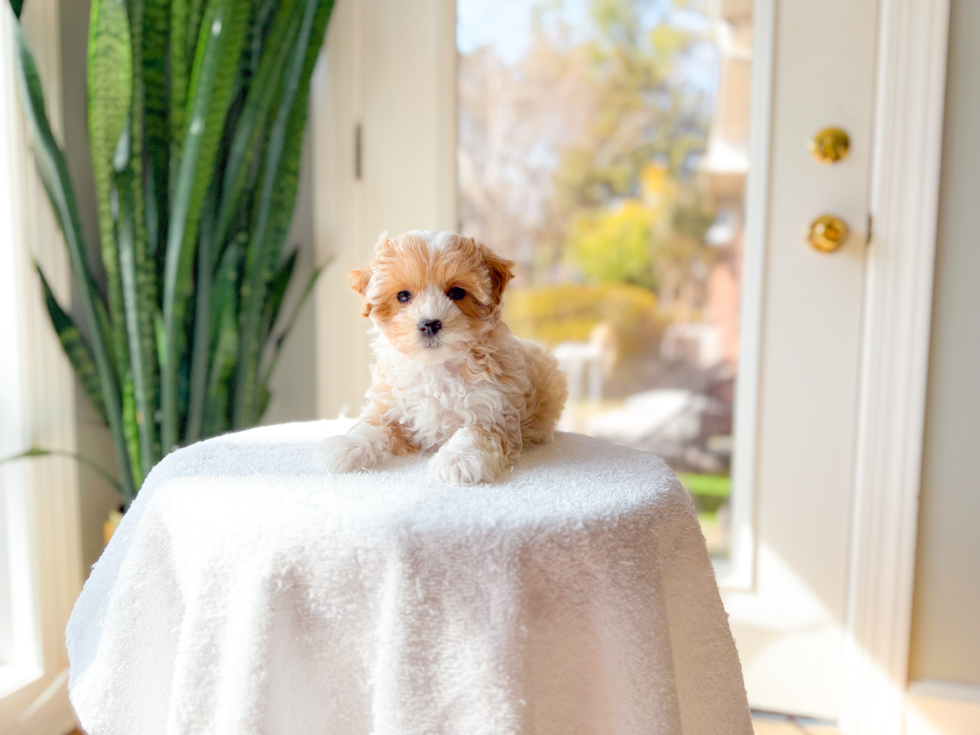 Cute Maltipoo Poodle Mix Pup