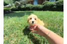 Cute Maltipoo Baby