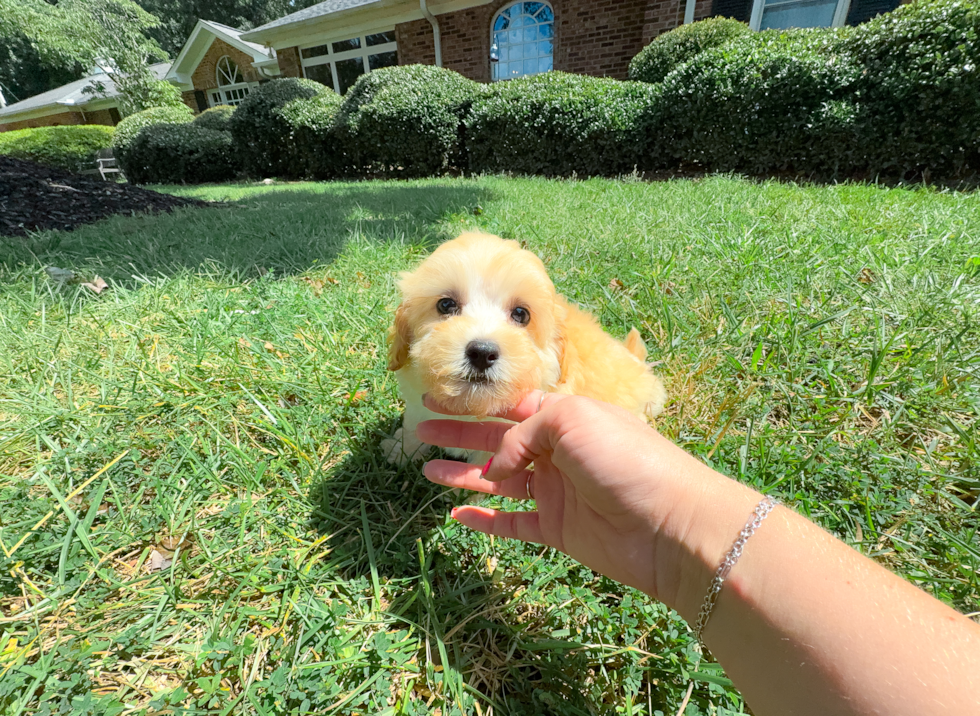 Cute Maltipoo Baby