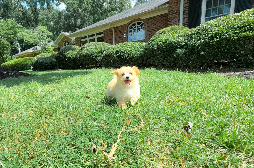 9 week old Maltipoo Puppy For Sale - Simply Southern Pups