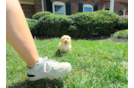 Maltipoo Puppy for Adoption