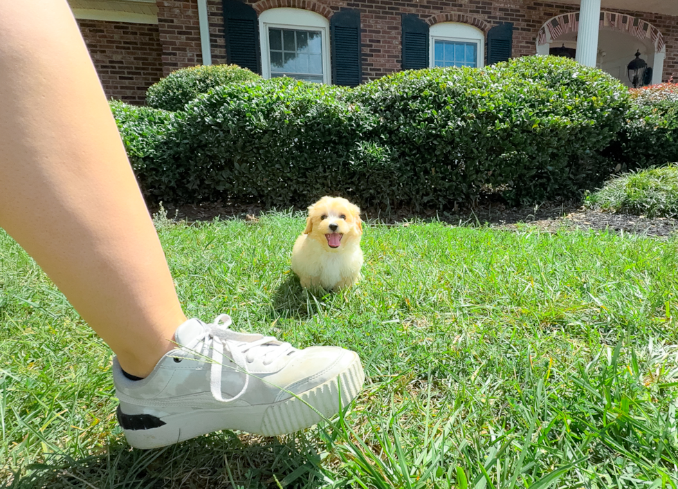Maltipoo Puppy for Adoption