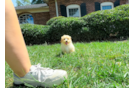 Maltipoo Pup Being Cute