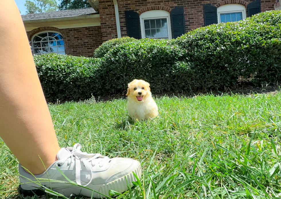 Maltipoo Pup Being Cute
