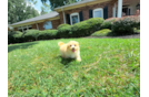 Maltipoo Puppy for Adoption