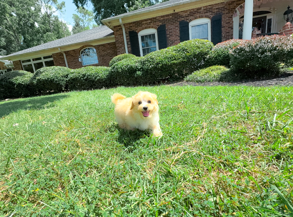 Maltipoo Puppy for Adoption