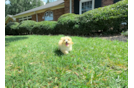 Cute Maltipoo Baby