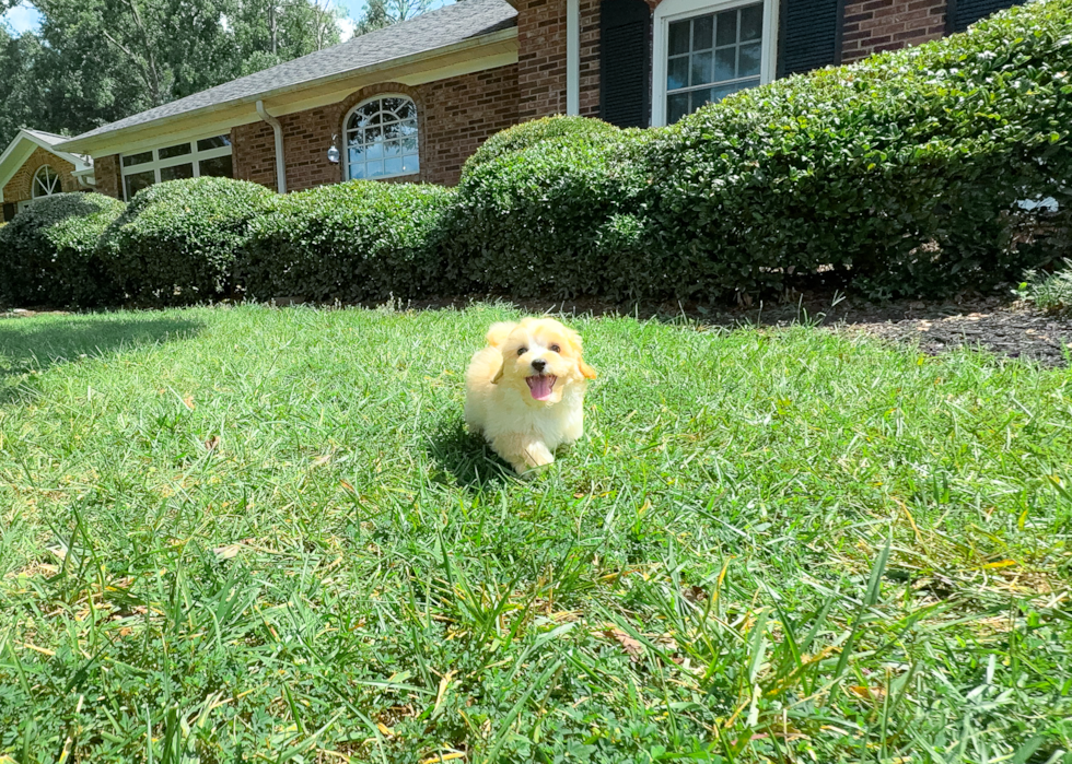 Cute Maltipoo Baby