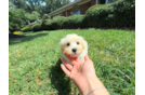 Best Maltipoo Baby