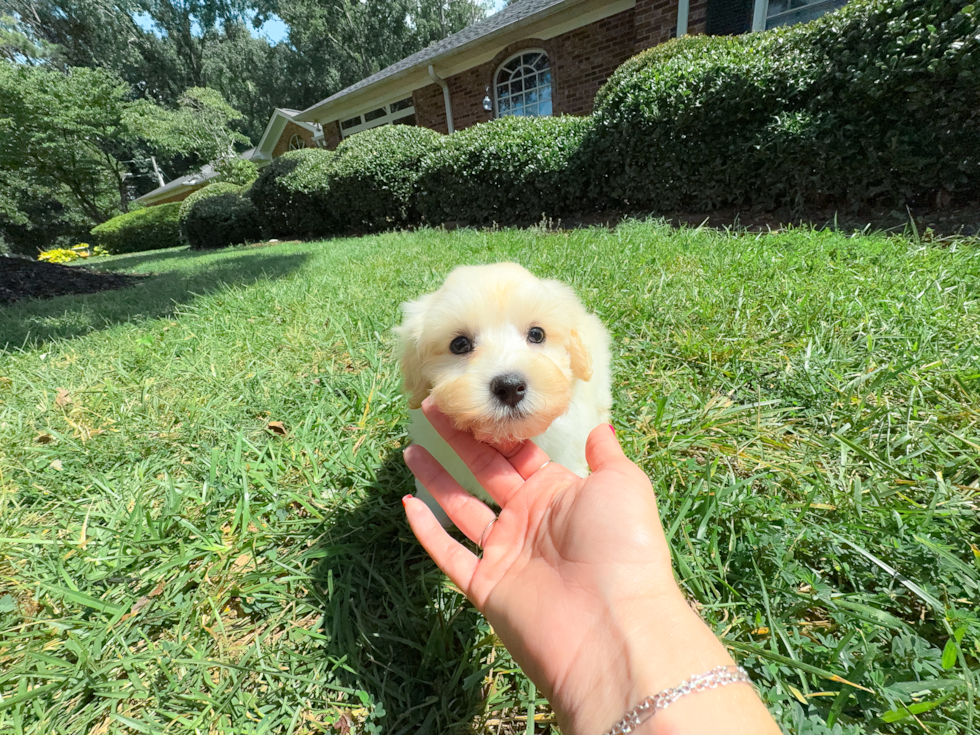 Best Maltipoo Baby