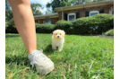 Cute Maltipoo Poodle Mix Pup