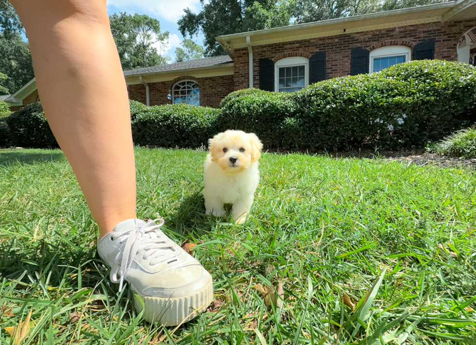 Cute Maltipoo Poodle Mix Pup
