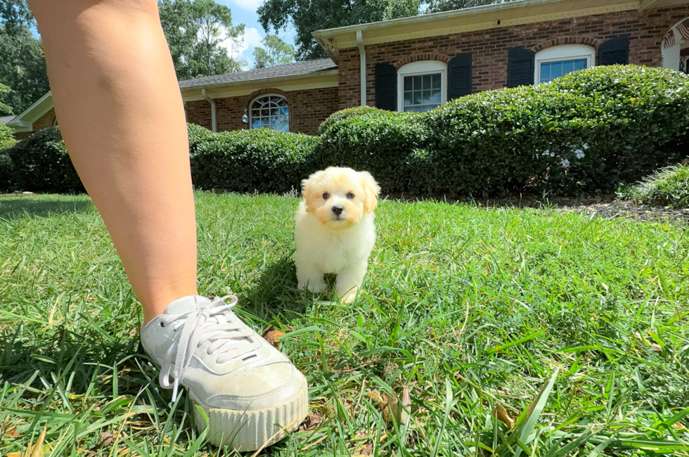 9 week old Maltipoo Puppy For Sale - Simply Southern Pups
