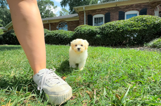Cute Maltipoo Poodle Mix Pup