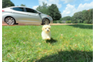 Best Maltipoo Baby