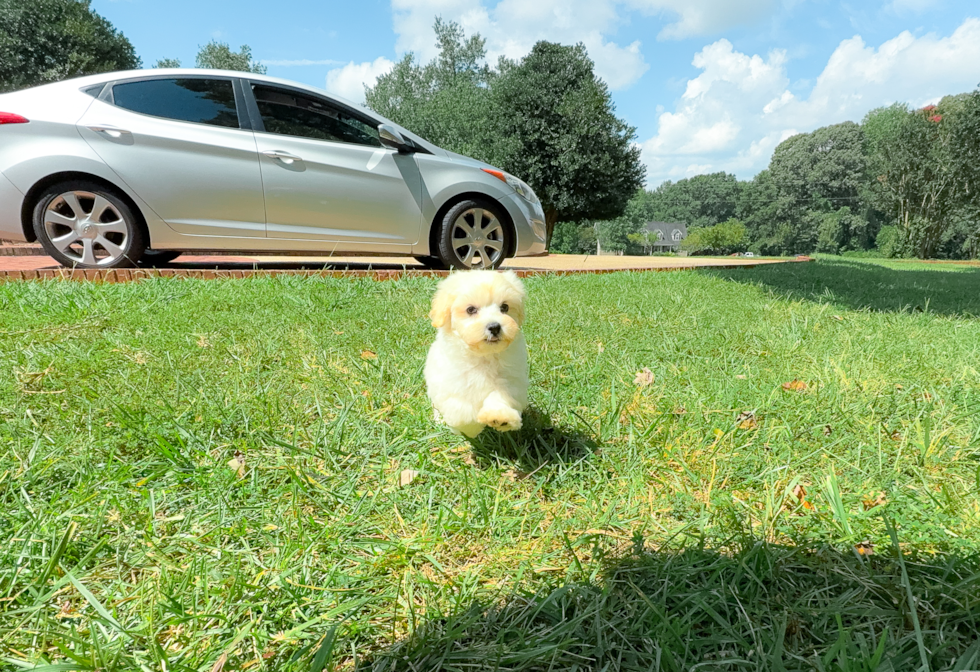 Best Maltipoo Baby